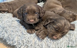 Sprocker dogs for sale: F1 health tested working Sprockers - Image 22