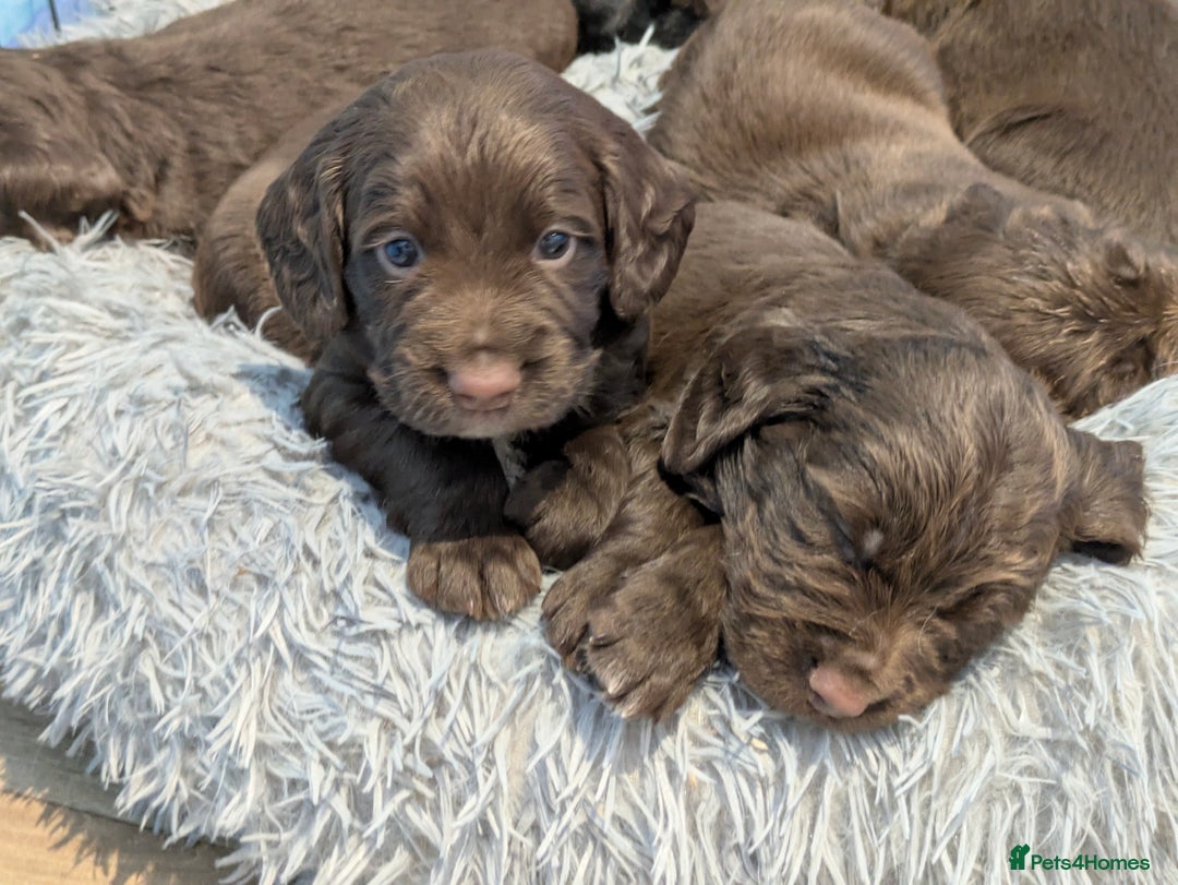 Sprocker dogs for sale: F1 health tested working Sprockers - Image 22
