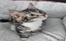 Maine Coon cats for sale: Maine X - Image 6