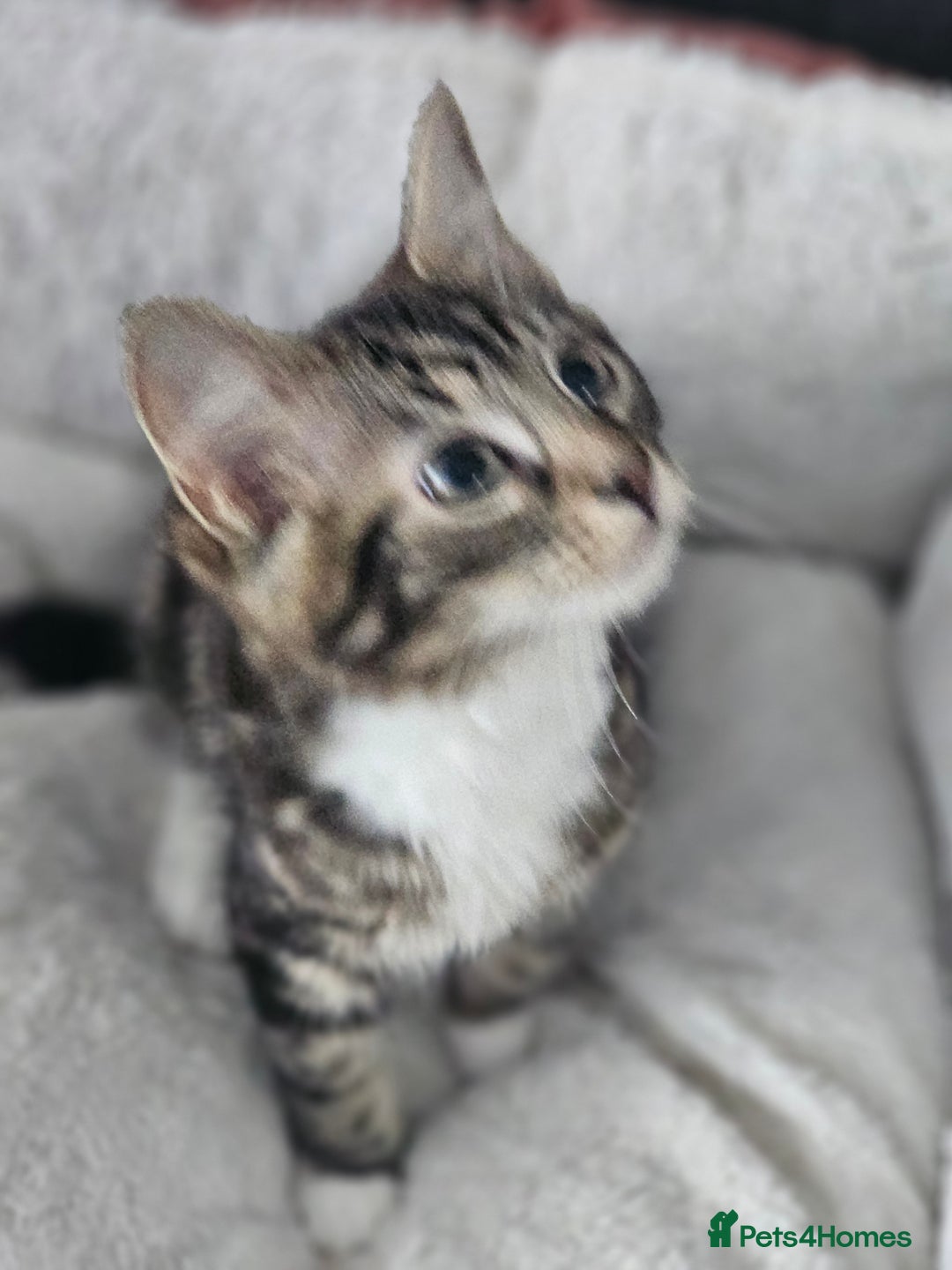 Maine Coon cats for sale: Maine X - Image 6