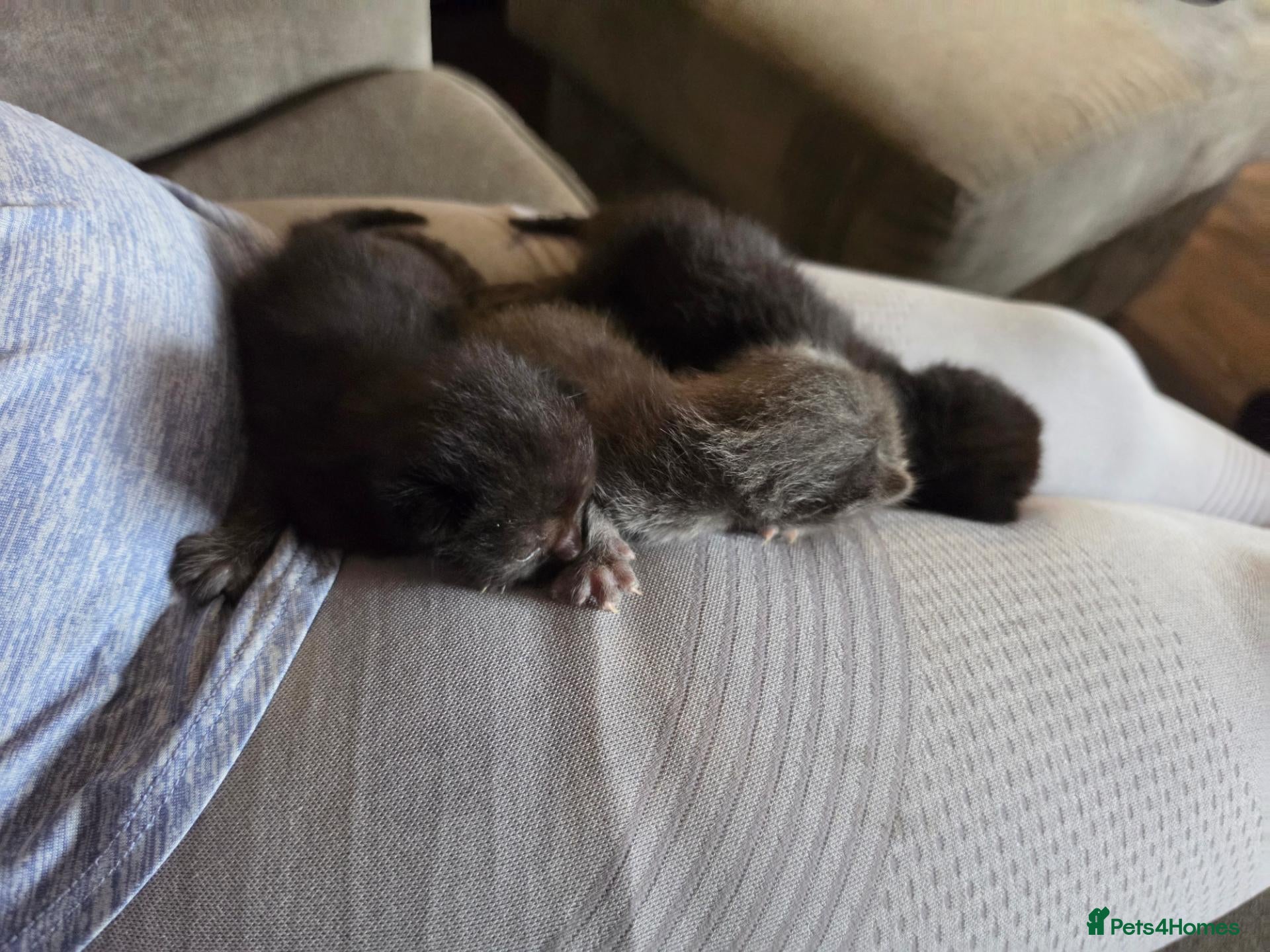 Mixed Breed cats 1 black kitten left - Advert 18