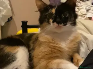 Mixed Breed cats KITTENS LOOKING FOR THEIR FOREVER HOME - Advert 2