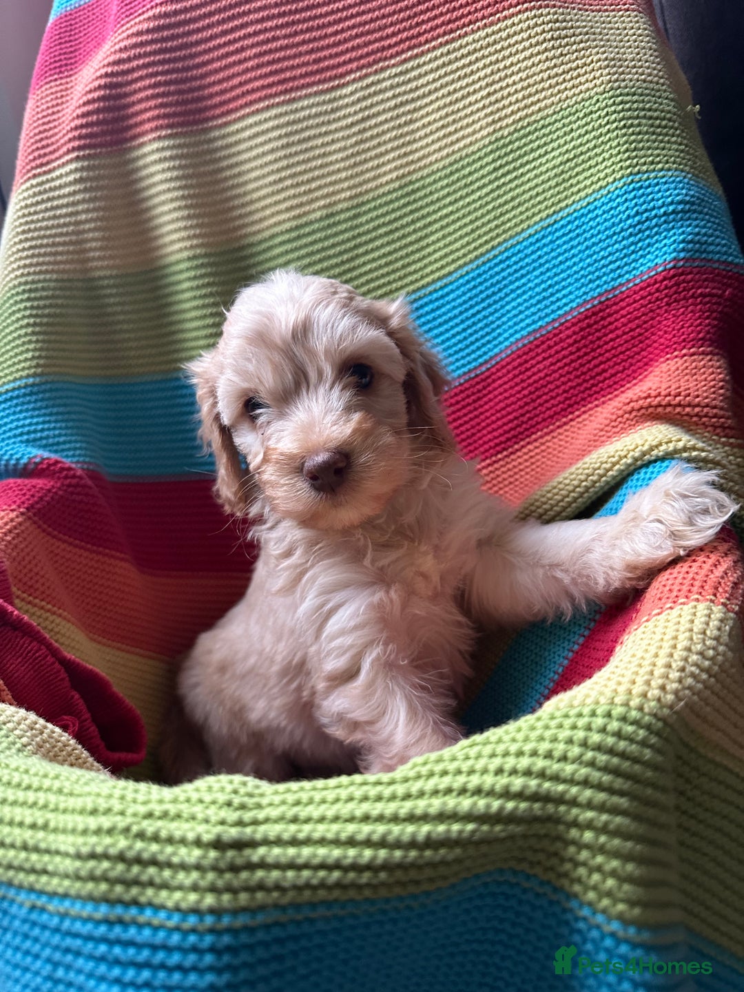 Cockapoo dogs for sale: Extensively health tested Cockapoo puppy’s  - Image 1
