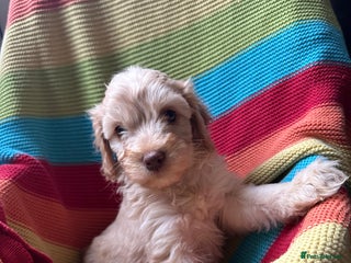 Cockapoo dogs - Advert 2