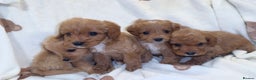 Cavapoo dogs for sale: Gorgous F1 Cavapoo puppies💙 - Advert 9