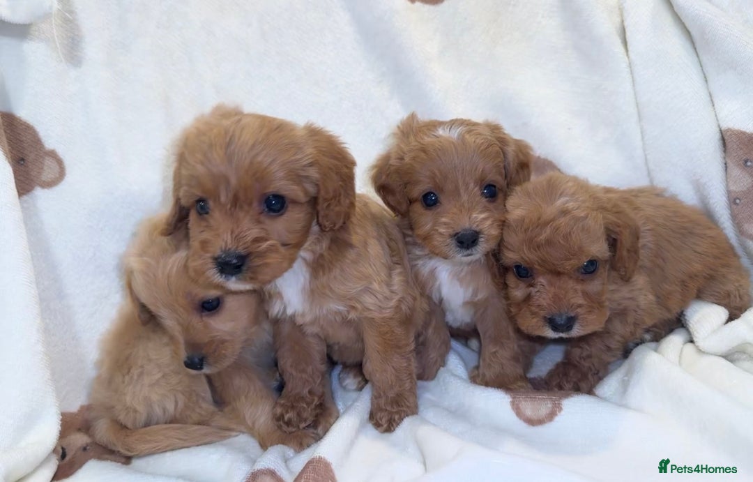 Cavapoo dogs for sale: Gorgous F1 Cavapoo puppies💙 - Advert 9