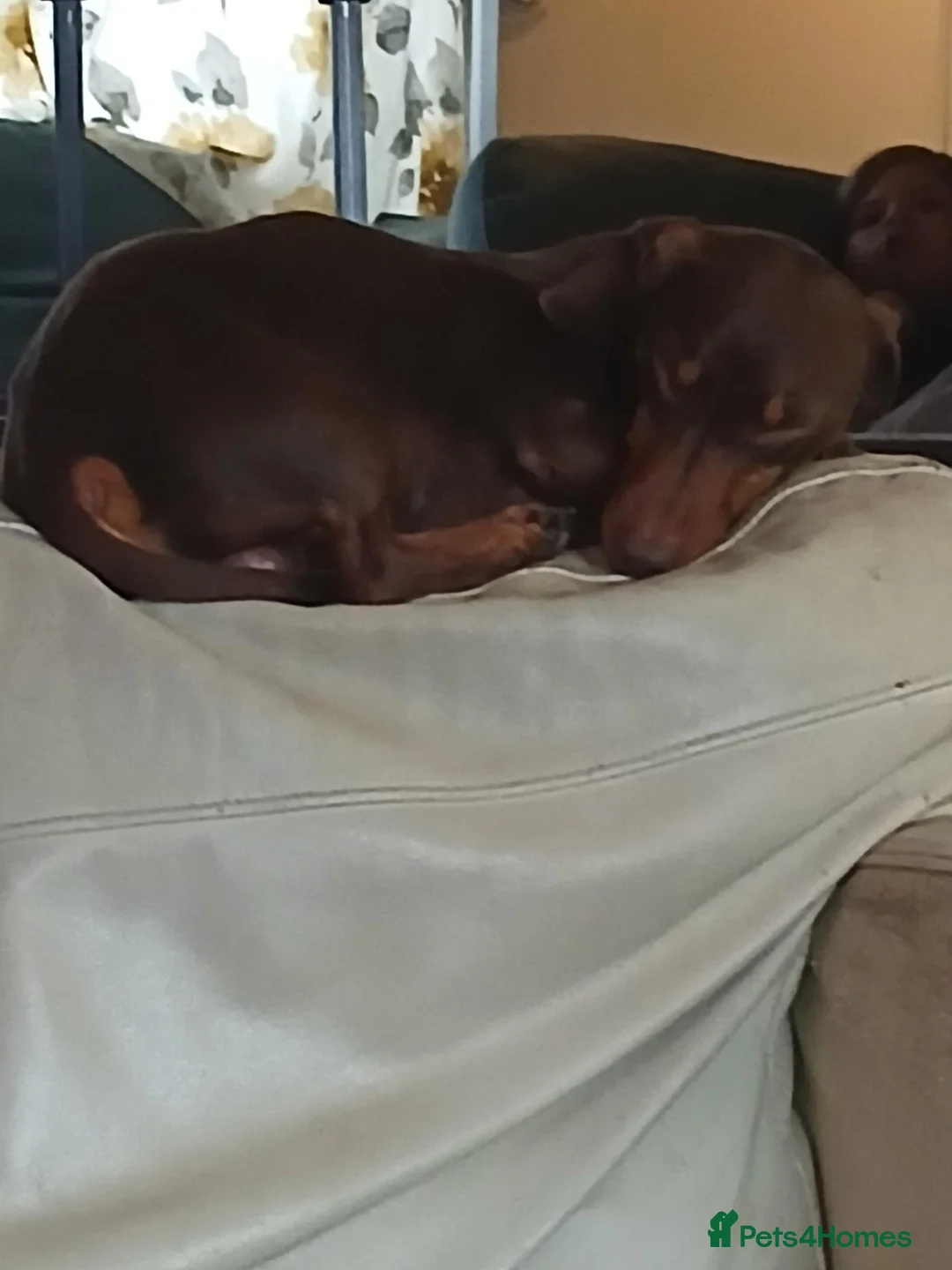 Miniature Dachshund dogs for sale: Miniature dachshund  - Advert 4