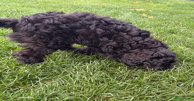 Cockapoo dogs - Advert 15