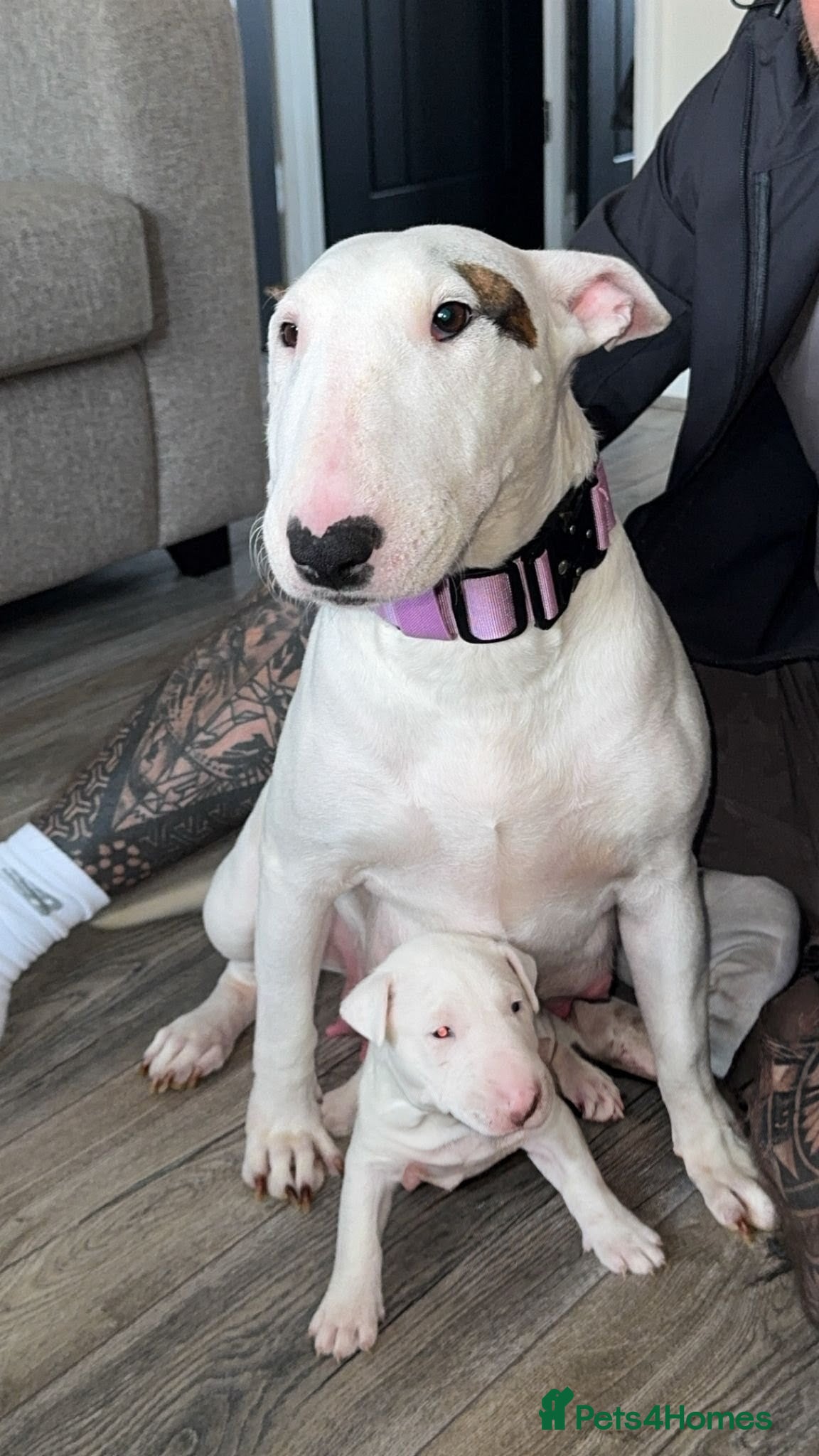 English Bull Terrier dogs English bull terrier puppies - Advert 3