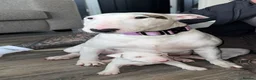 English Bull Terrier dogs for sale: English bull terrier puppies - Advert 6