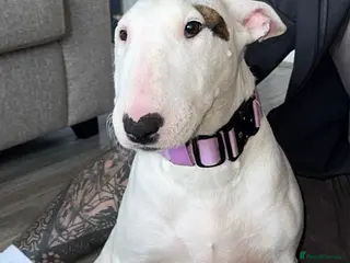 English Bull Terrier dogs English bull terrier puppies - Advert 2