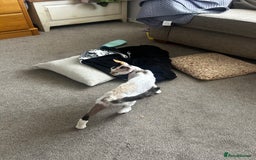 Devon Rex cats for sale: Two Devon Rex needs loving homes - adopt adoption  - Image 5
