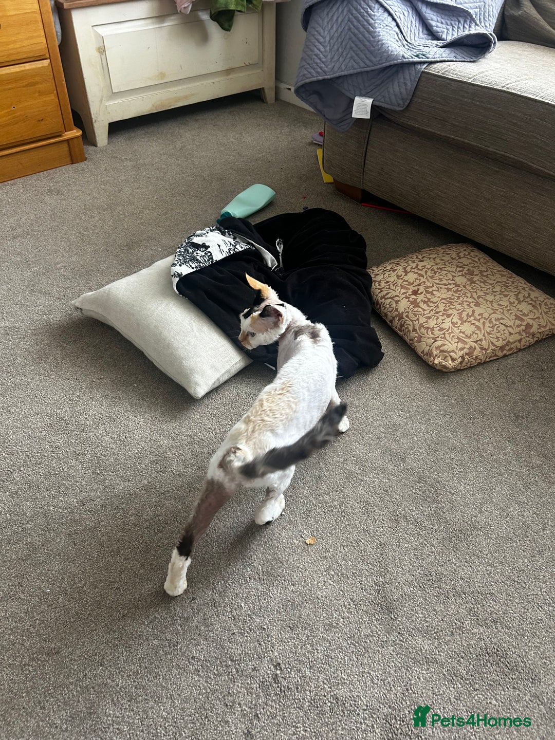 Devon Rex cats for sale: Two Devon Rex needs loving homes - adopt adoption  - Image 5