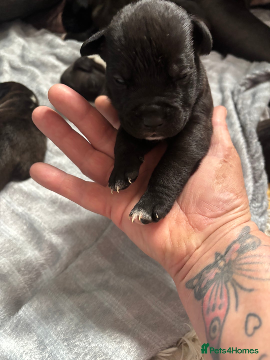 Mixed Breed dogs for sale: Cane corso puppys - Advert 6