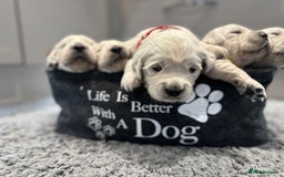 Golden Retriever dogs for sale: Cream Golden Retriever Puppies  - Image 9