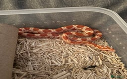 Corn Snake reptiles for sale: Only have 10 beautiful amel Cornsnakes left - Image 8