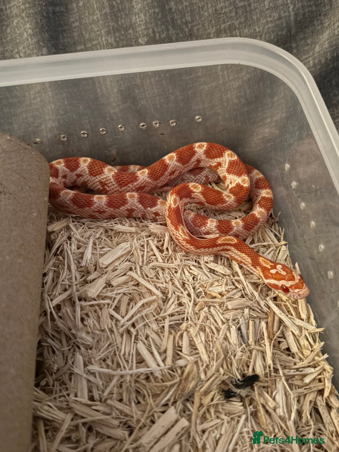 Corn Snake reptiles for sale: Only have 10 beautiful amel Cornsnakes left - Image 8
