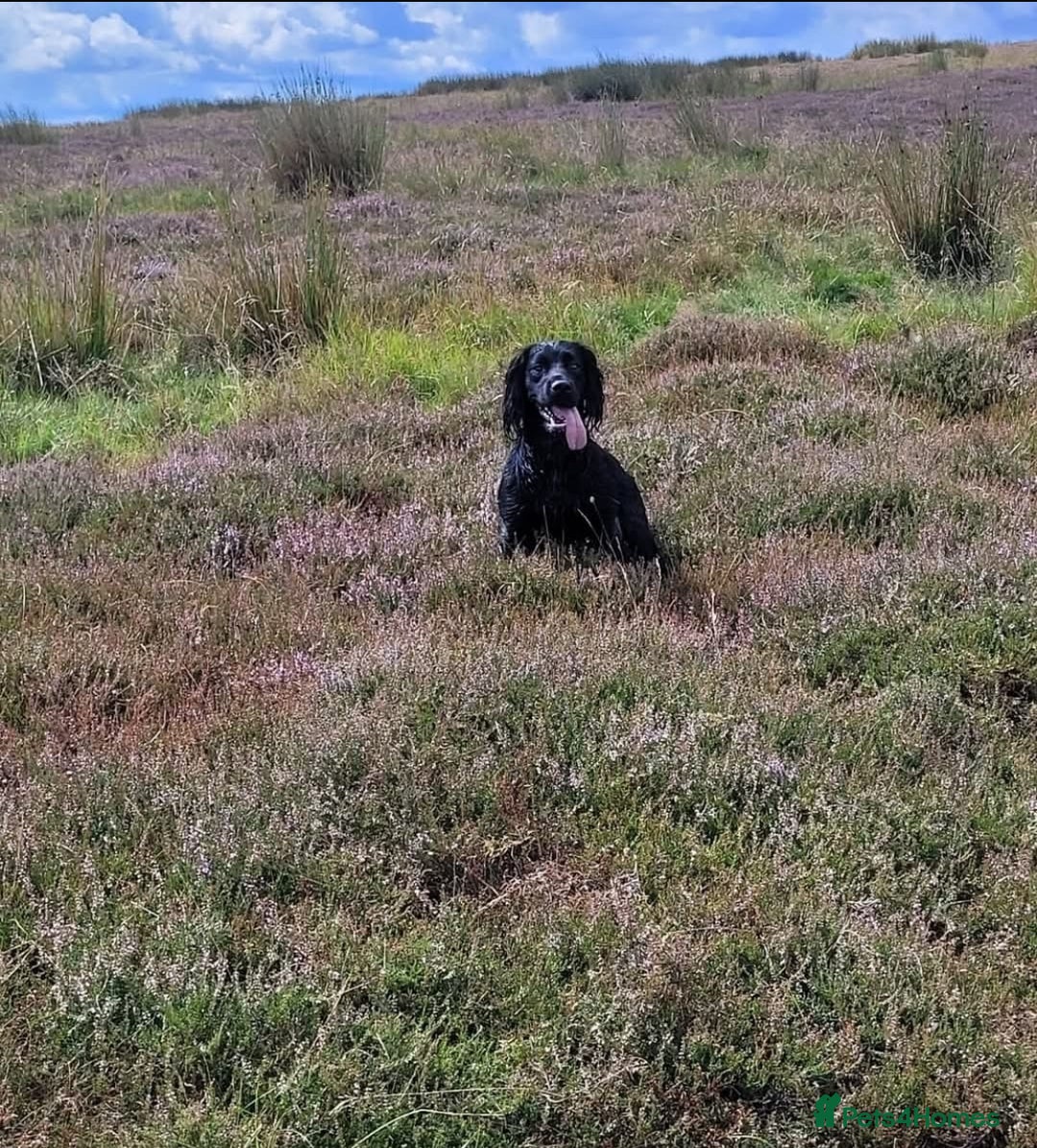 Cocker Spaniel dogs for sale: Cocker spaniel puppies  - Image 10