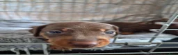 Miniature Dachshund dogs for sale: Gorgeous litter of miniature Dachshunds 🤎 - Advert 15