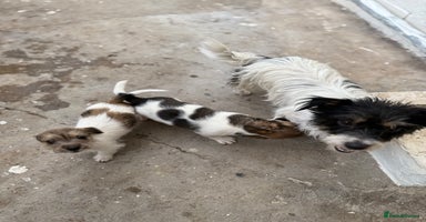 Jack Russell dogs - Advert 1