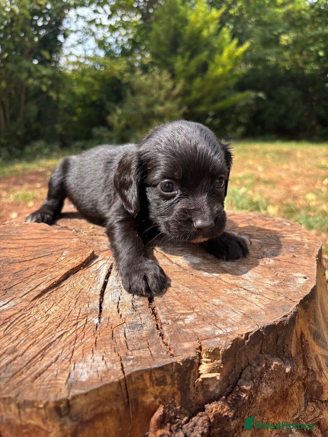 Sprocker dogs for sale: Sprocker Puppies - Image 20