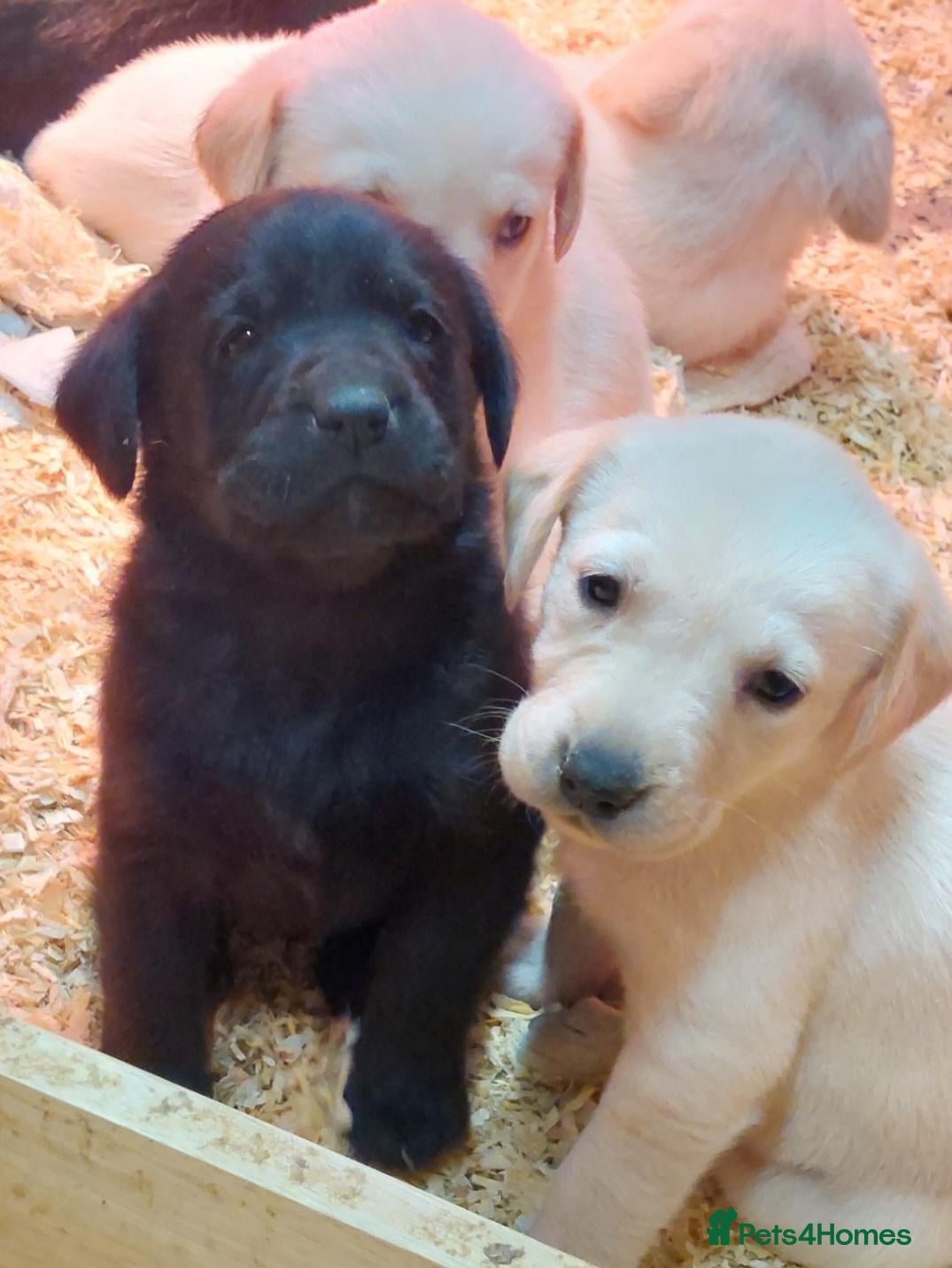Labrador Retriever dogs for sale: Beautiful Black & Golden Labrador Puppies  - Advert 23