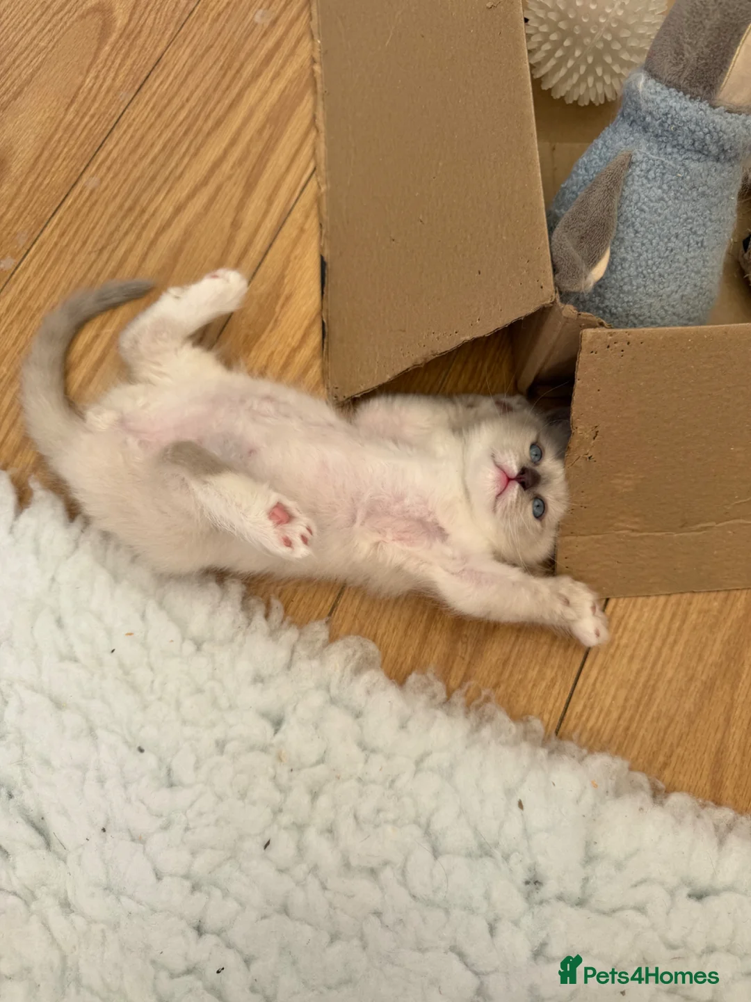 Neva Masquerade cats for sale: Adorable Siberian Neva masquerade kittens for sale in Southport - Advert 2