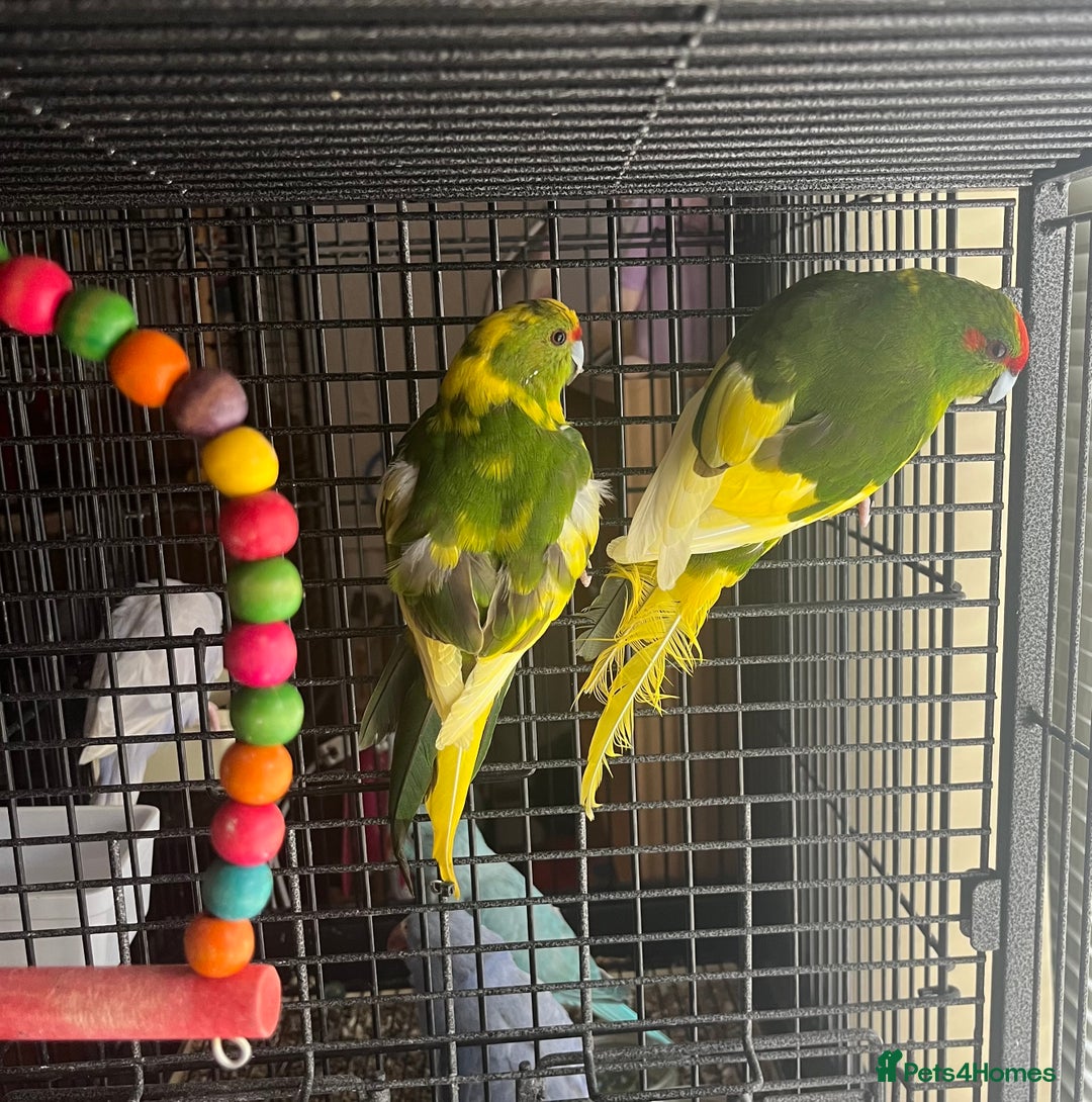 Parakeets birds for sale: Green pied pair kakarikis - Image 5