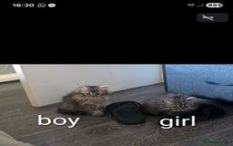 Persian cats for sale: Kittens - Image 2