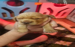 Cocker Spaniel dogs for sale: Beautiful cocker spaniel  - Image 8