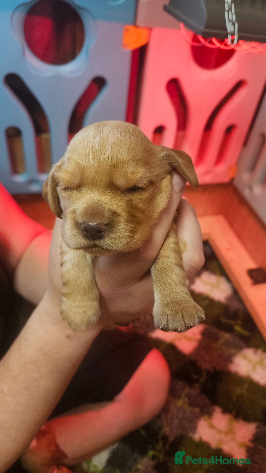 Cocker Spaniel dogs for sale: Beautiful cocker spaniel  - Image 8