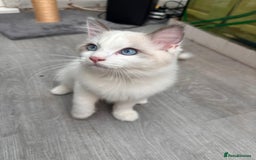 Ragdoll cats for sale: Male Ragdoll kittens - Image 8