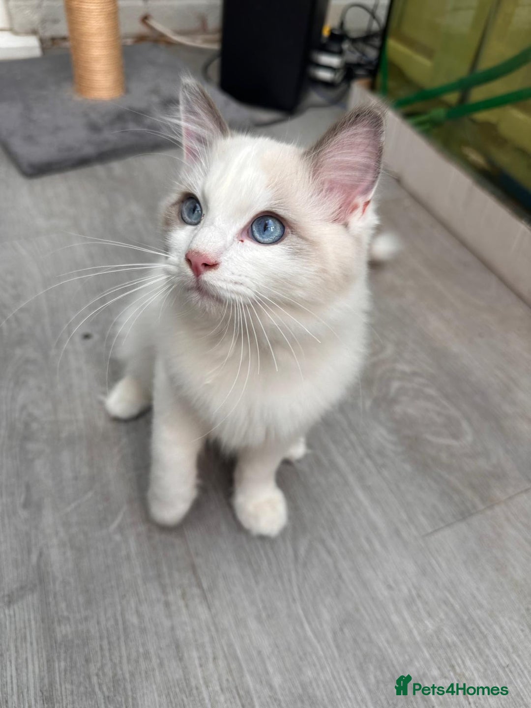 Ragdoll cats for sale: Male Ragdoll kittens - Image 8