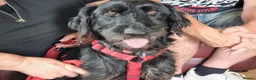 Mixed Breed dogs for adoption: 🐾❤️ HELGA FOR ADOPTION IN CORNWALL OR DEVON ❤️🐾 - Advert 11