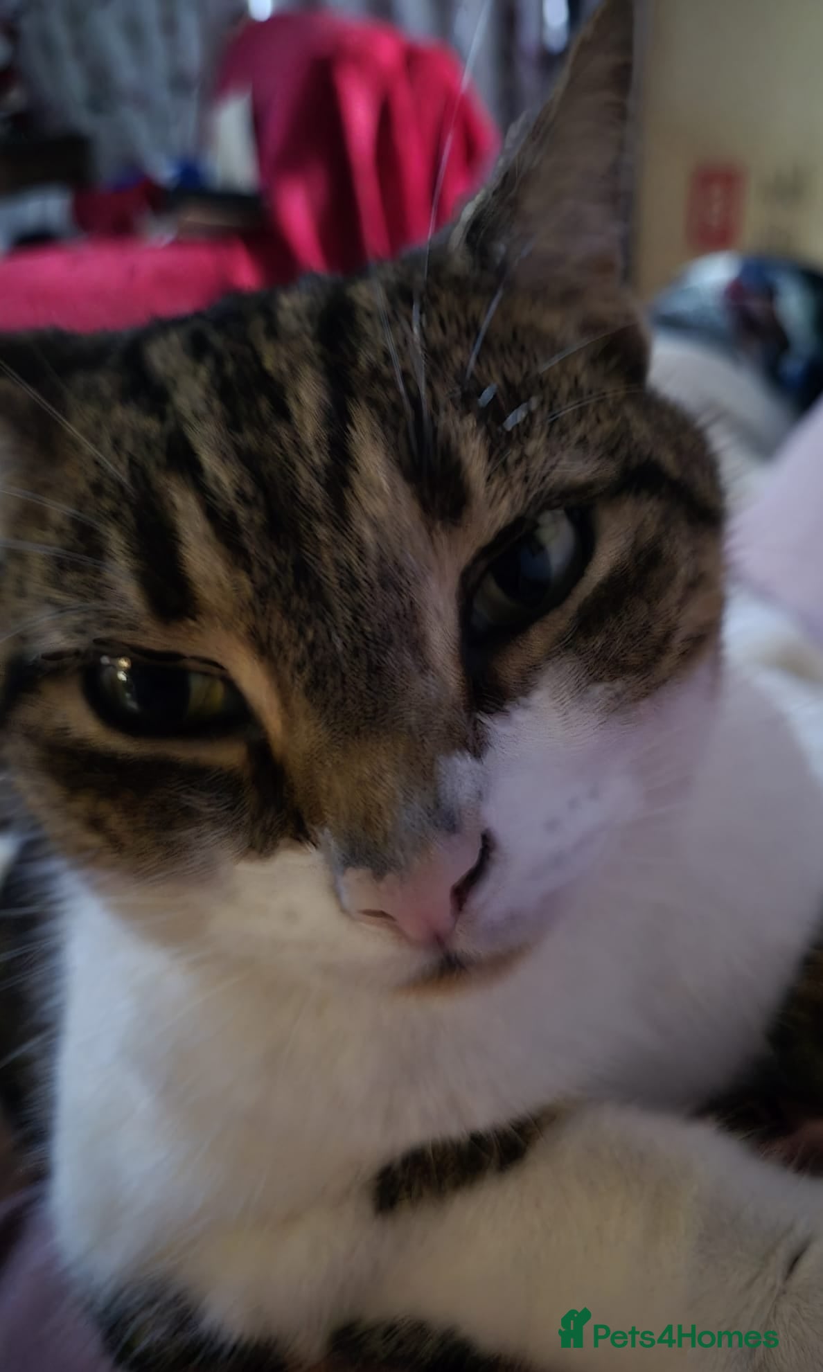 British Shorthair cats Loving home for lily - Advert 1