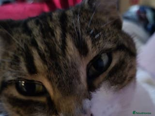 British Shorthair cats Loving home for lily - Advert 1