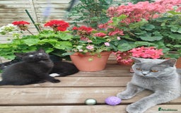 British Shorthair cats for sale: Beautiful kittens  - Image 9