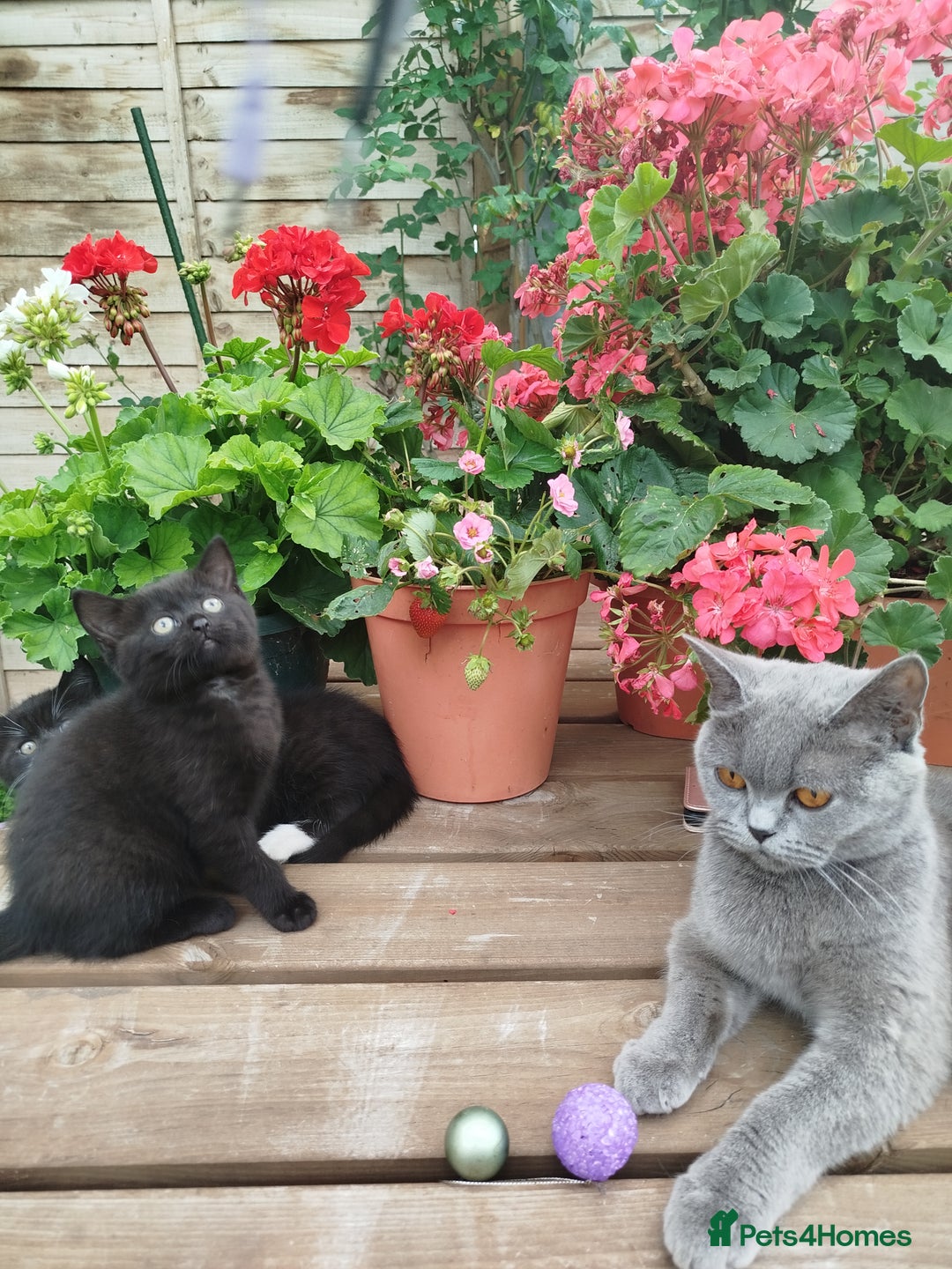 British Shorthair cats for sale: Beautiful kittens  - Image 9