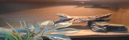 Bearded Dragon reptiles for sale: Bearded dragon and set up in Stockport - Advert 3