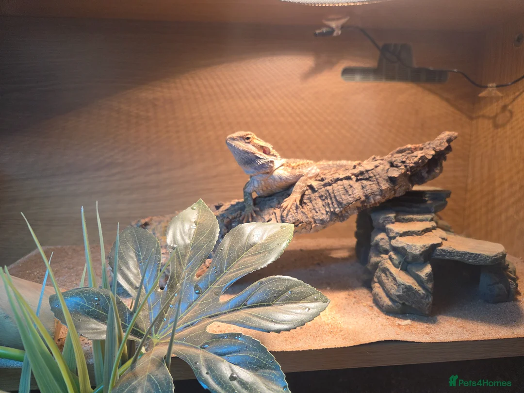 Bearded Dragon reptiles for sale: Bearded dragon and set up in Stockport - Advert 3