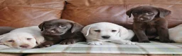 Labrador Retriever dogs for sale: Stunning Health Tested Labrador Puppies - Advert 6
