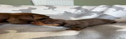Miniature Dachshund dogs for sale: PERFECT LITTER OF MINIATURE DACHSHUNDS - Advert 11