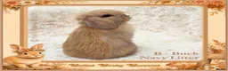 Mini Lop rabbits for sale: 🌻 Baby Mini Lops 🌻 Reserve Now 🌻 Ready 4th Oct - Advert 12