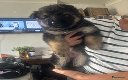 German Shepherd dogs for sale: Beautiful GSD pups - Image 13