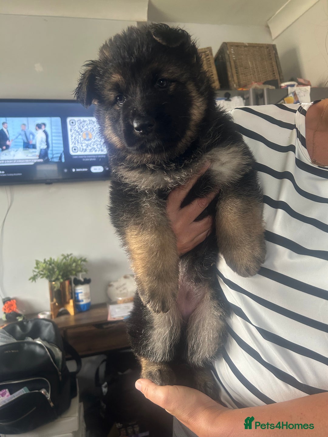 German Shepherd dogs for sale: Beautiful GSD pups - Image 13