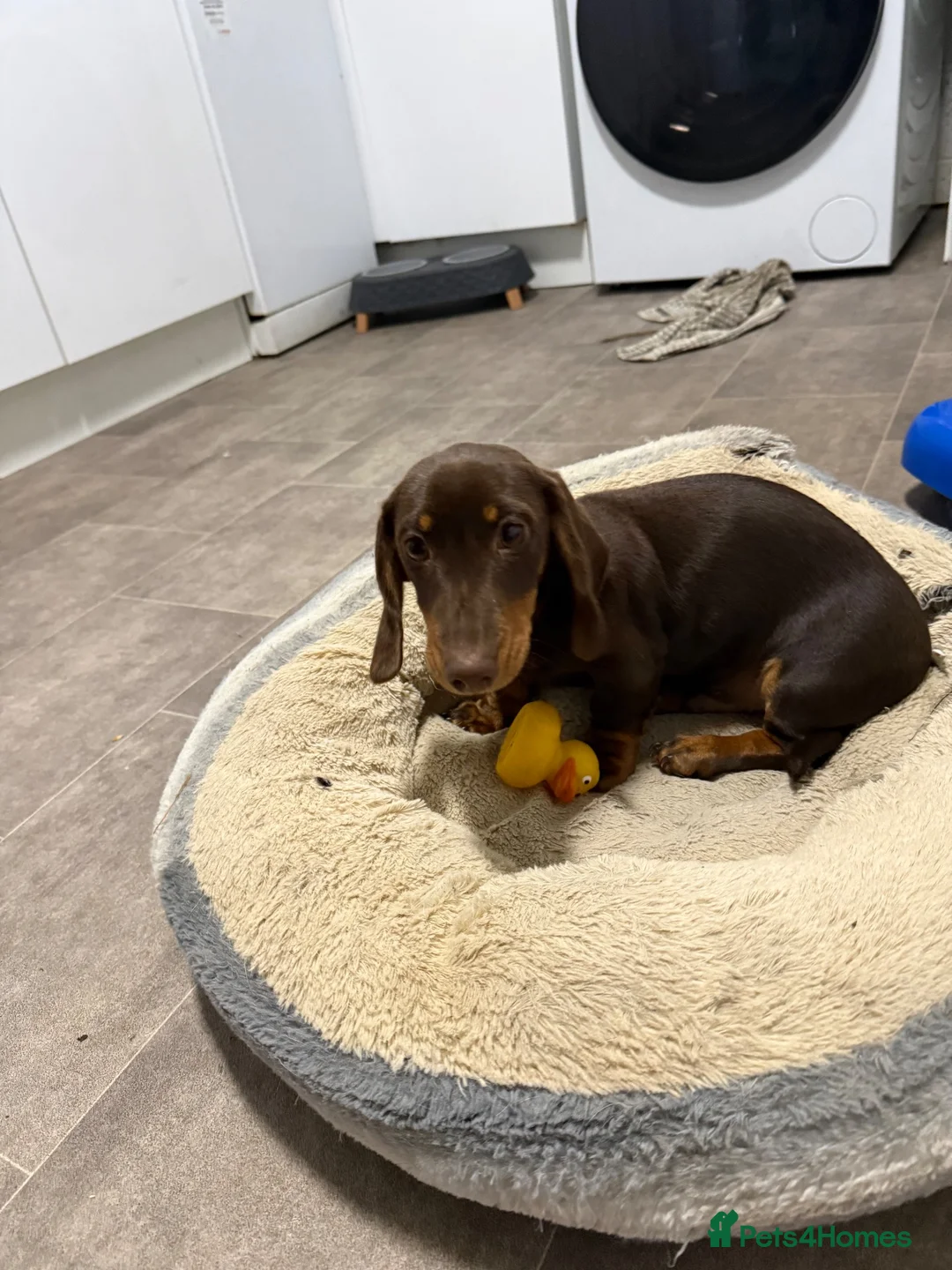 Dachshund dogs for sale: Dachshund puppy for sale - Advert 2