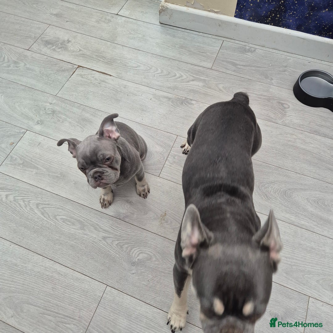 French Bulldog dogs for sale: Male French Bulldog - Advert 2