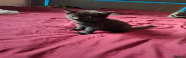 Black male kitten 