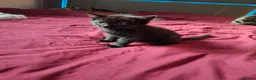 Mixed Breed cats for sale: Beautiful kittens looking for their forever homes - Advert 8