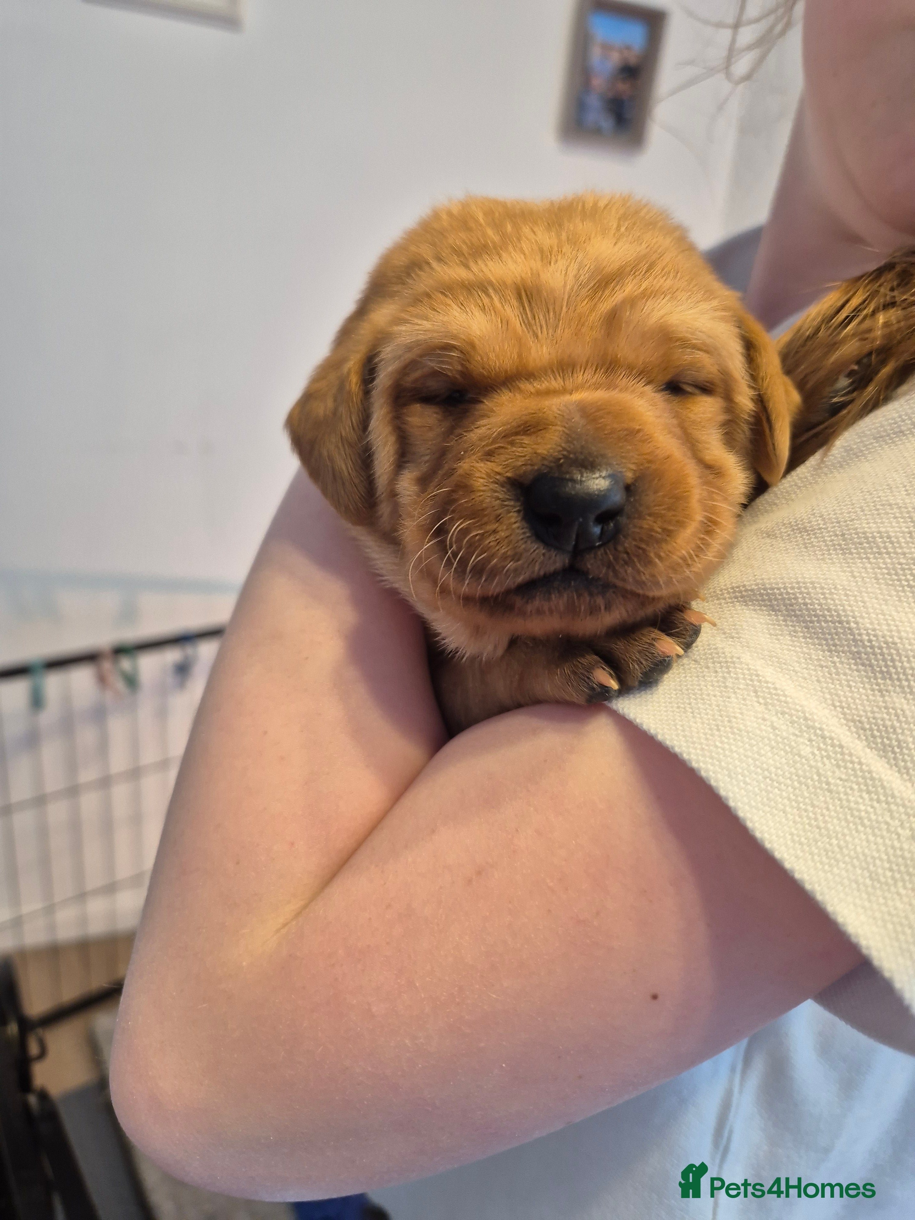 Labrador Retriever dogs KC Red fox labradores - Advert 2